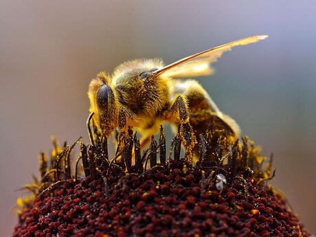Bee on flower, input photograph