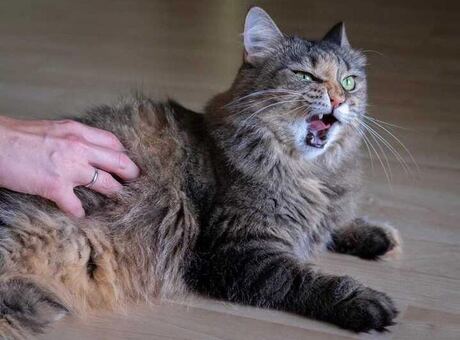 Cat, input photograph