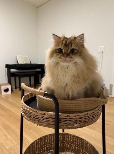 Cat in basket, input photograph
