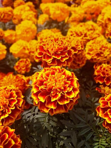 Marigolds close-up, input photograph
