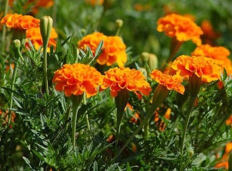 Marigold field, input photograph