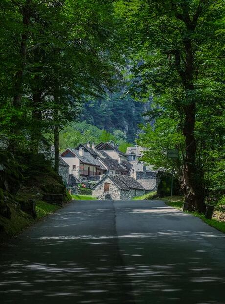 Forest road, input photograph