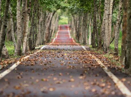Tree-lined avenue, input photograph